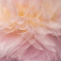Dahlia 1