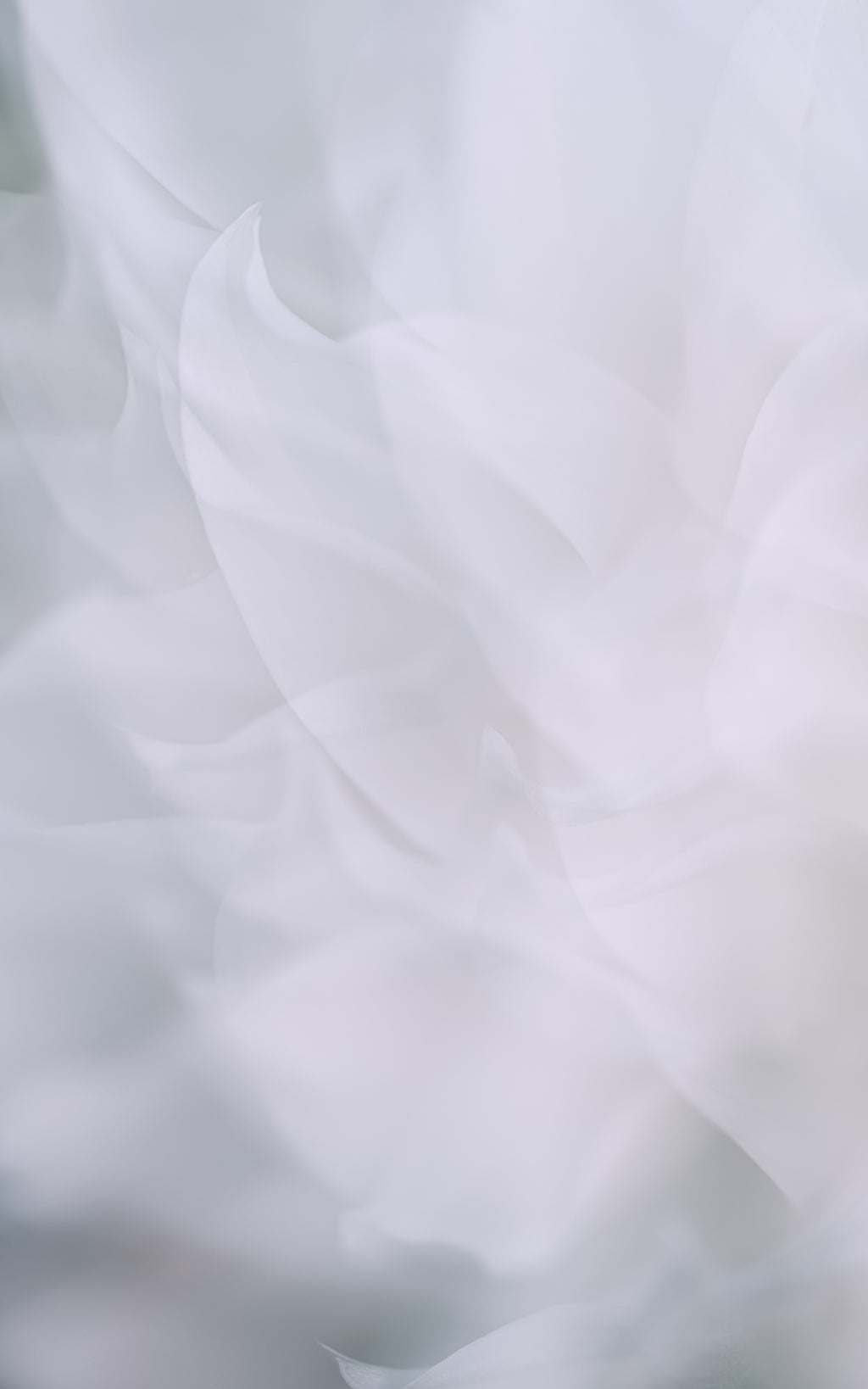 Dahlia 2