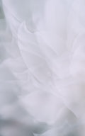 Dahlia 2