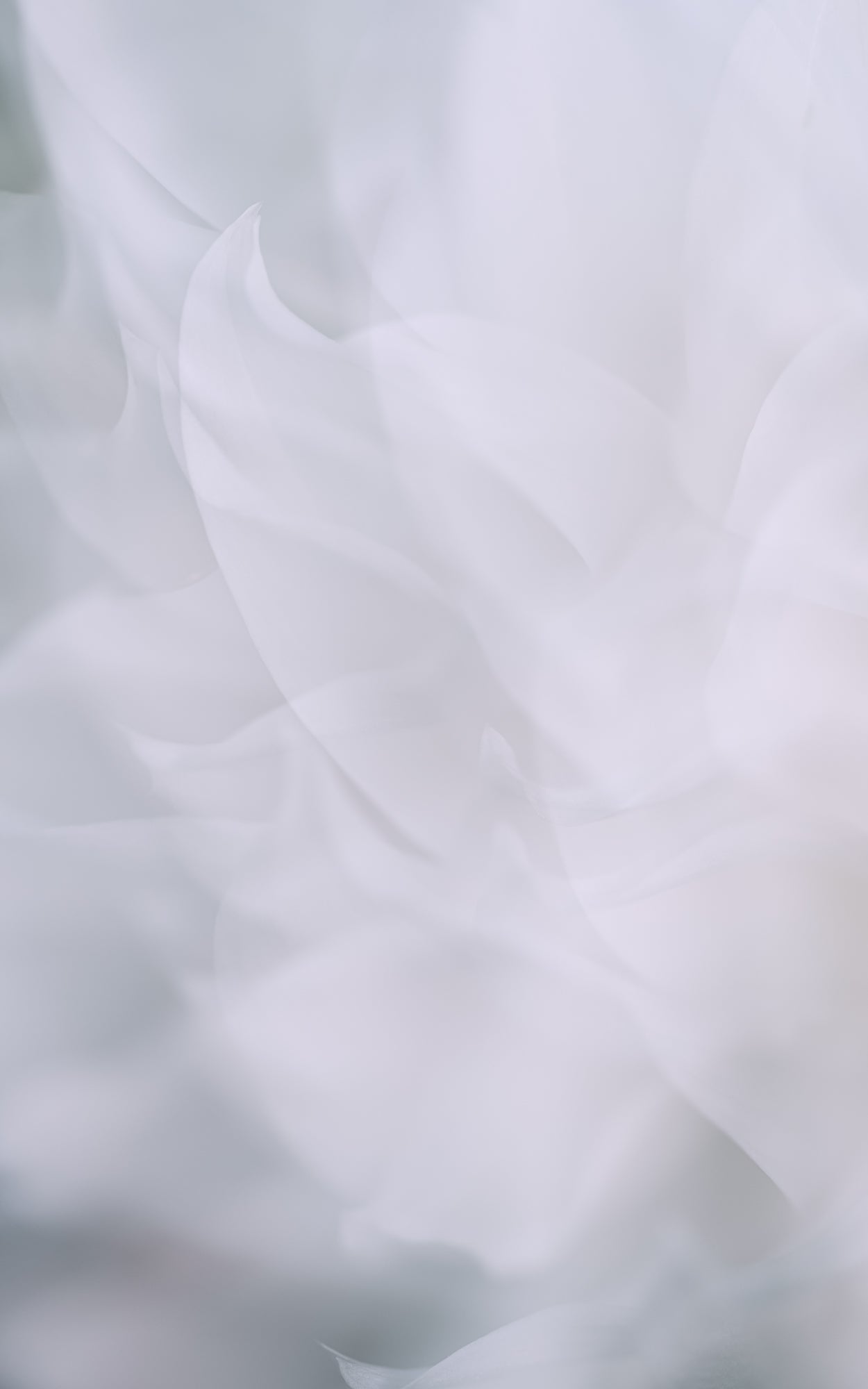 Dahlia 2