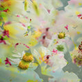 Daisy 1