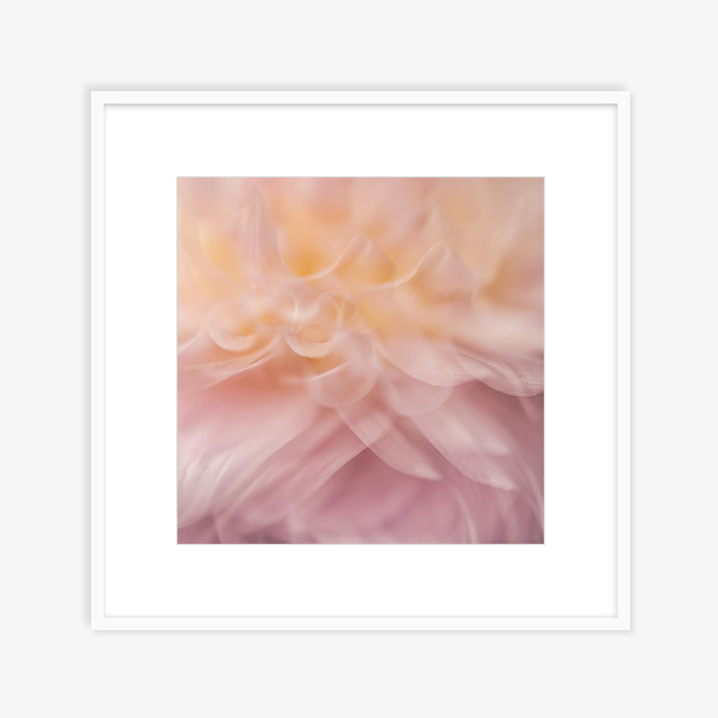 Dahlia 1