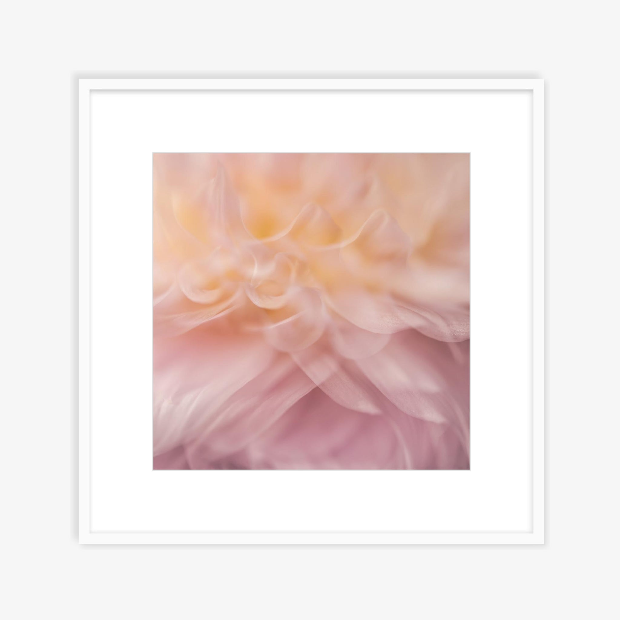 Dahlia 1