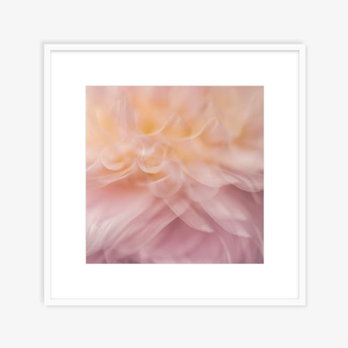 Dahlia 1