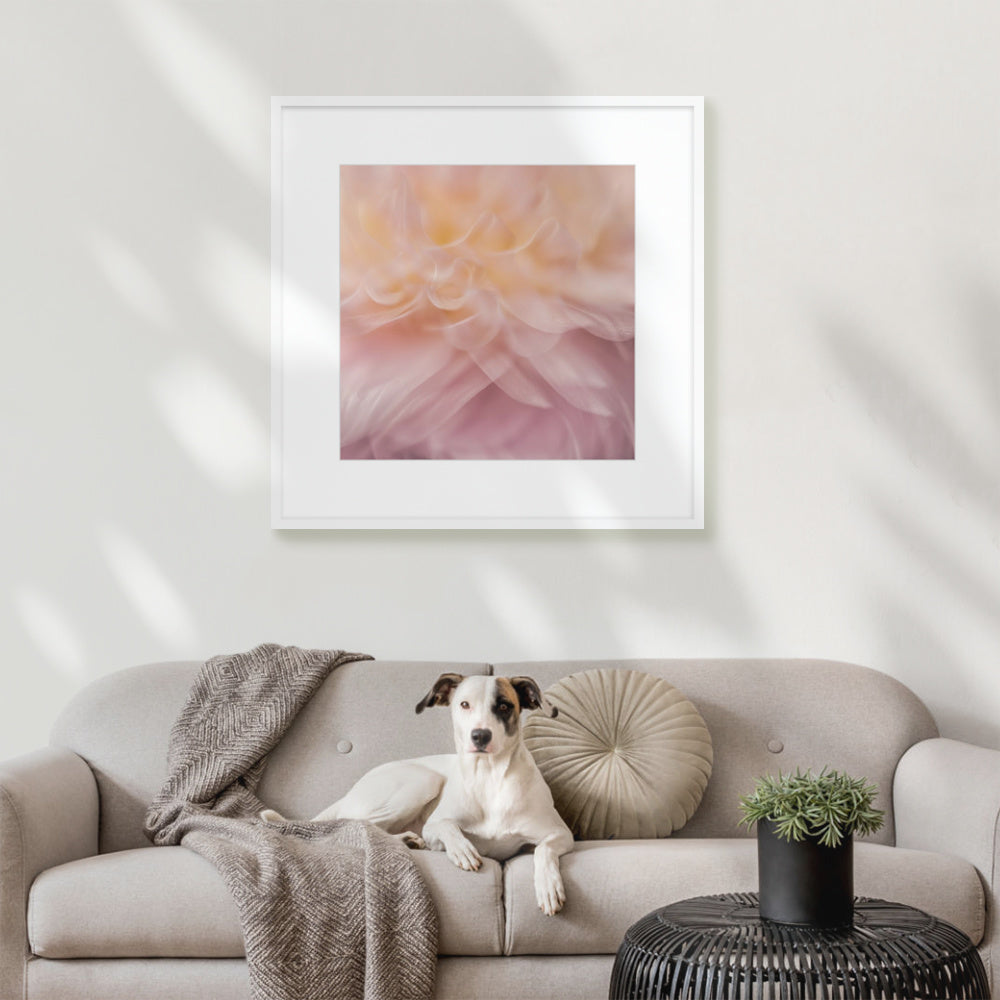 Dahlia 1