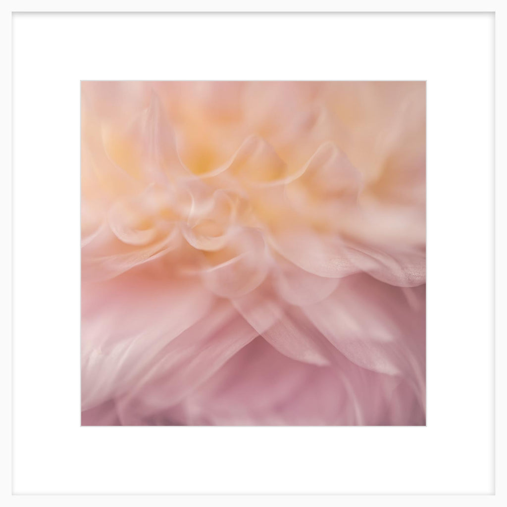 Dahlia 1