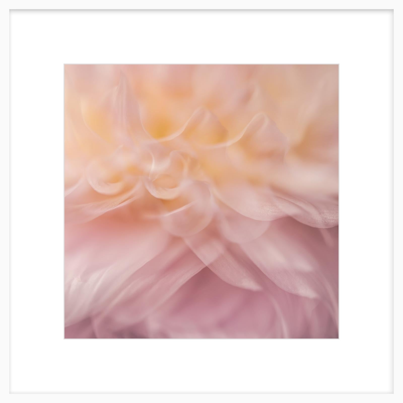 Dahlia 1