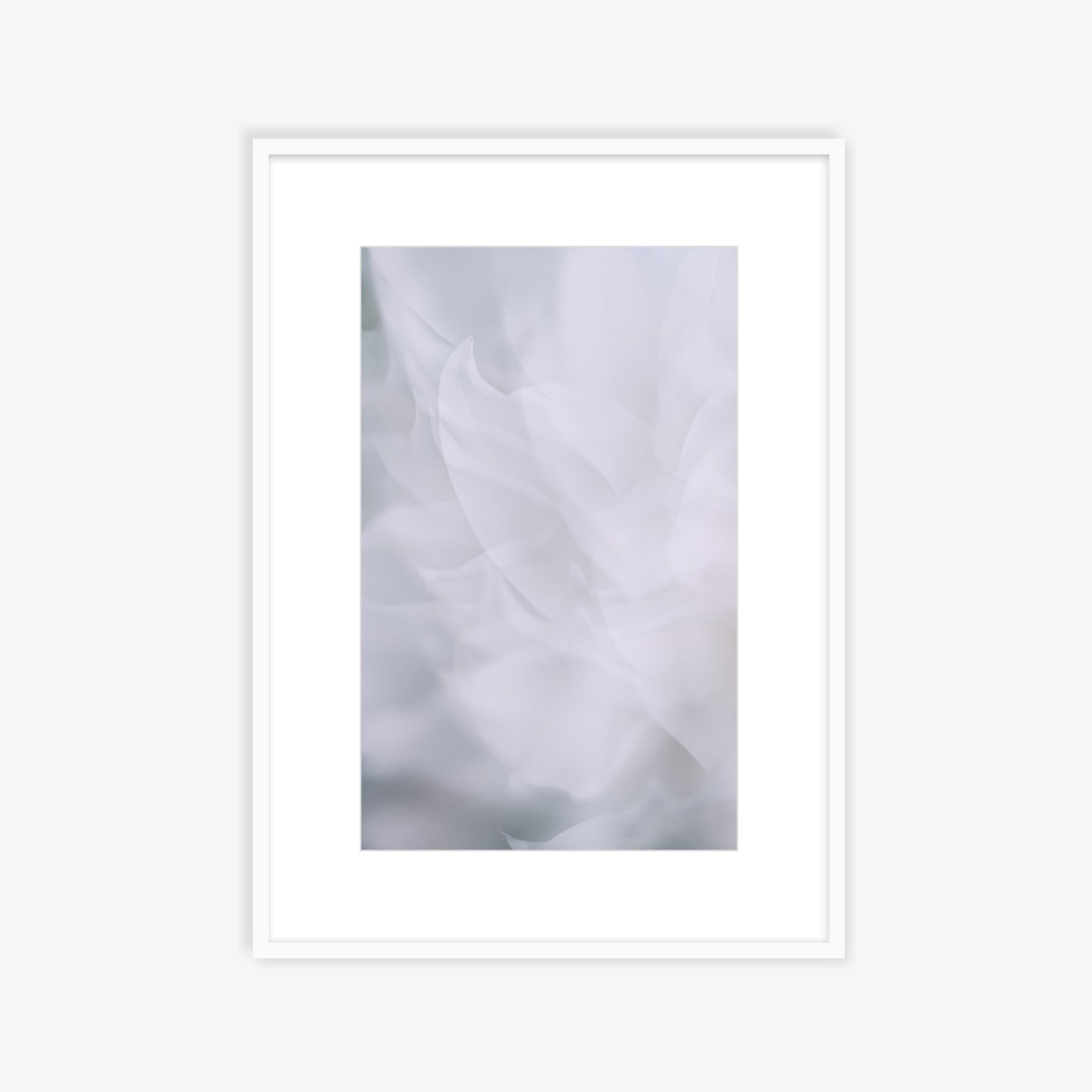 Dahlia 2