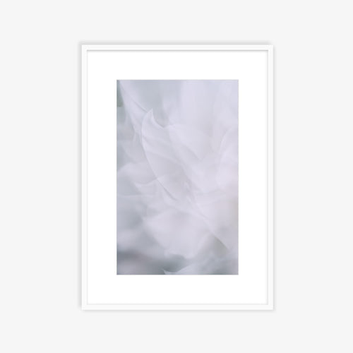 Dahlia 2