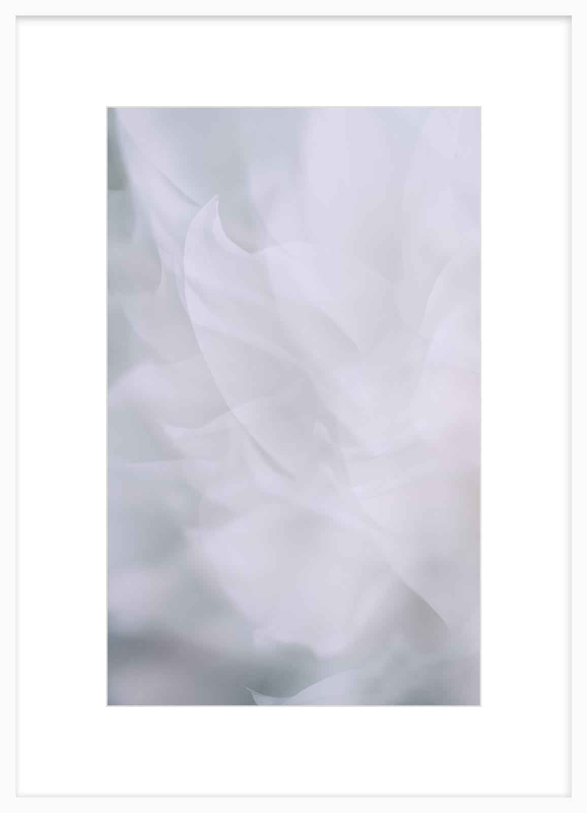 Dahlia 2